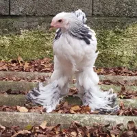 فروش جوجه برهما وارداتی