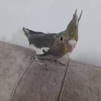 جوجه عروس تازه دونخور