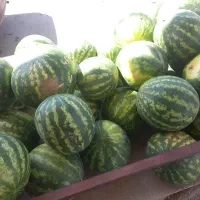 ته باری هندوونه