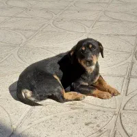 توله نژاد روت وایلر|سگ|دره شهر, |دیوار