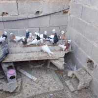 12عدد کبوتر رنگی|پرنده|جهرم, |دیوار