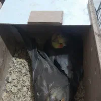 عروس هلندی|پرنده|شادگان, |دیوار