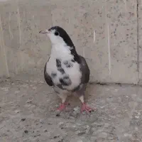 ماده سینه گلین|پرنده|اصفهان, سرچشمه|دیوار