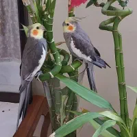 عروس هلندی گمشده