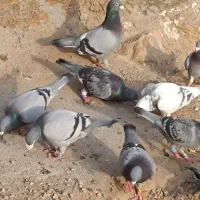 کفترمسافتی