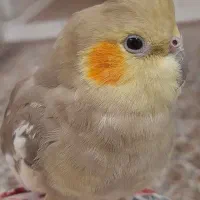 عروس هلندی ماده