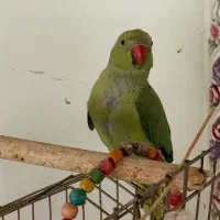 طوطی ملنگو ماده