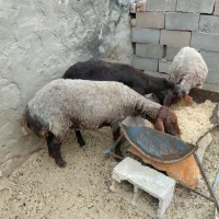 میش|حیوانات مزرعه|حمیدیا, |دیوار