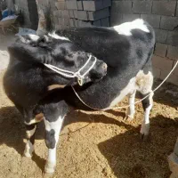 گاو وگوساله نر