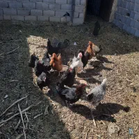 مرغ محلی و رسمی