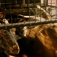 ۴عددبز با۳عددکهره