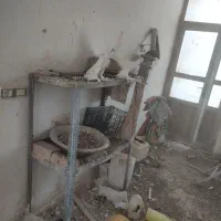 کبوتر طوقی وپارپارلی ودمی