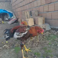 لاری|حیوانات مزرعه|آق قلا, |دیوار