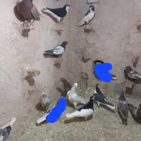 کفتر ساده وسار