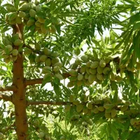 نهالستان گردو و بادام دیرگل و پربار پالیز|خدمات باغبانی و درختکاری|اردبیل, |دیوار