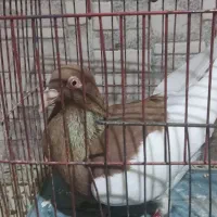 کبوتر نر غریب