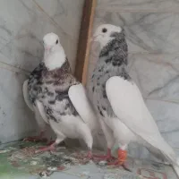 کبوتر یا کفتر