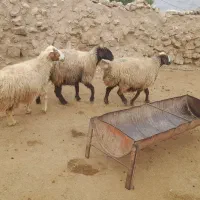 میش چاق داشتی لری|حیوانات مزرعه|پلدختر, |دیوار