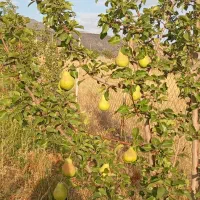 فروش-باغ-گلابی-با-بهترین-جا