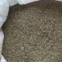 اویشن، بادام تلخ، لوبیا|حراج|لردگان, |دیوار