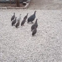 شاخدار|حیوانات مزرعه|سیجوال, |دیوار