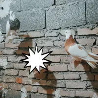 طوقی اصیل لان درست