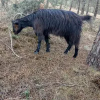 بز ماده یکساله