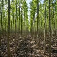 نهال صنوبر تبریزی با ریشه قوی و آماده کاشت|حراج|نهاوند, |دیوار