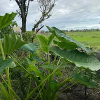 گل بابا آدم