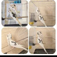 عروس هلندی دو کت البینو