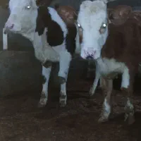 ۲ عدد گوساله ماده ی سیمینتال