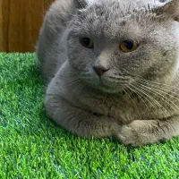 اسکاتیش لیلاک به علت مهاجرت|گربه|تهران, گیشا|دیوار