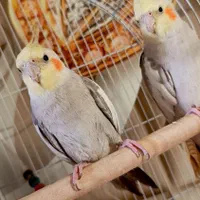 فروش عروس هلندی|پرنده|قشم, |دیوار