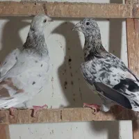 هفرنگ