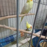 عروس هلندی نر وماده سخنگو