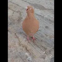 8 طوق کبوتر|پرنده|فردیس, فردیس|دیوار