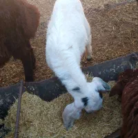 دو عدد بزغاله نروماده|حیوانات مزرعه|تبریز, |دیوار