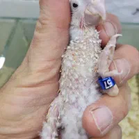 گرینچیک|پرنده|اندیشه, اندیشه فاز ۳|دیوار