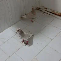 کفتر جفتگاه قفس جفتگاه|پرنده|مشهد, هدایت|دیوار