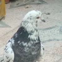 کفتر|پرنده|میناب, |دیوار