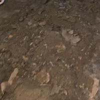 کود مرغ گوشتی مستقیم از سالن مرغداری|خدمات باغبانی و درختکاری|رفسنجان, |دیوار