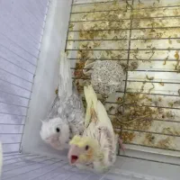 جوجه عروس هلندی سرلاکی|پرنده|گناباد, |دیوار