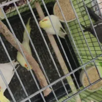 عروس هلندی مولد|پرنده|پاکدشت, شهرک امام رضا|دیوار