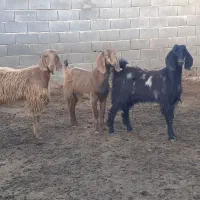 کلاربزغاله نر،بز،میش