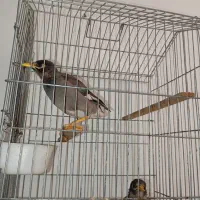 مرغ مینا|پرنده|ساری, |دیوار