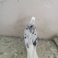 کفترسرور|پرنده|نهاوند, |دیوار