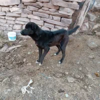 سگ نگهبان|سگ|چناران, |دیوار