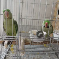 شاه طوطی (طوطی اسکندر) مولد جوان