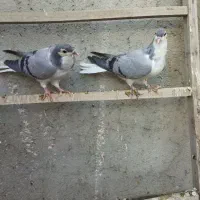 پرنده ساده اصلی کل|پرنده|نیشابور, شهید بهشتی|دیوار