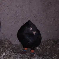 سیاه و طوقی|پرنده|مبارکه, |دیوار